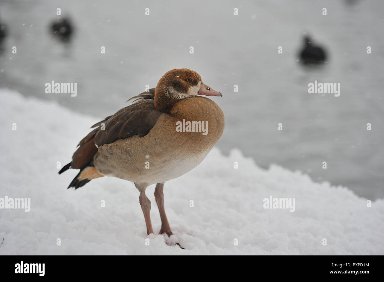 Egyptian goose - Nil goose (Alopochen aegyptiacus - Alopochen aegyptiaca) in the snow in winter - Brussels - Belgium Stock Photo