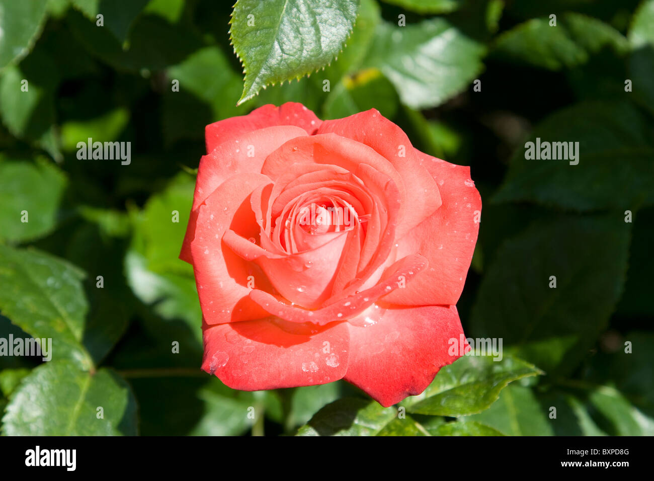 Quaker Star rose in the Queen Mary's Gardens, Regents Park Stock Photo