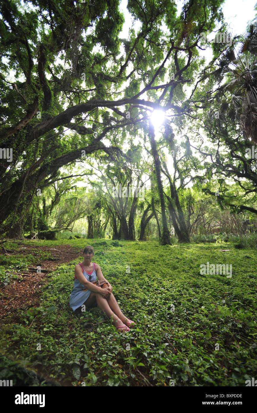 Magical jungle hi-res stock photography and images - Alamy