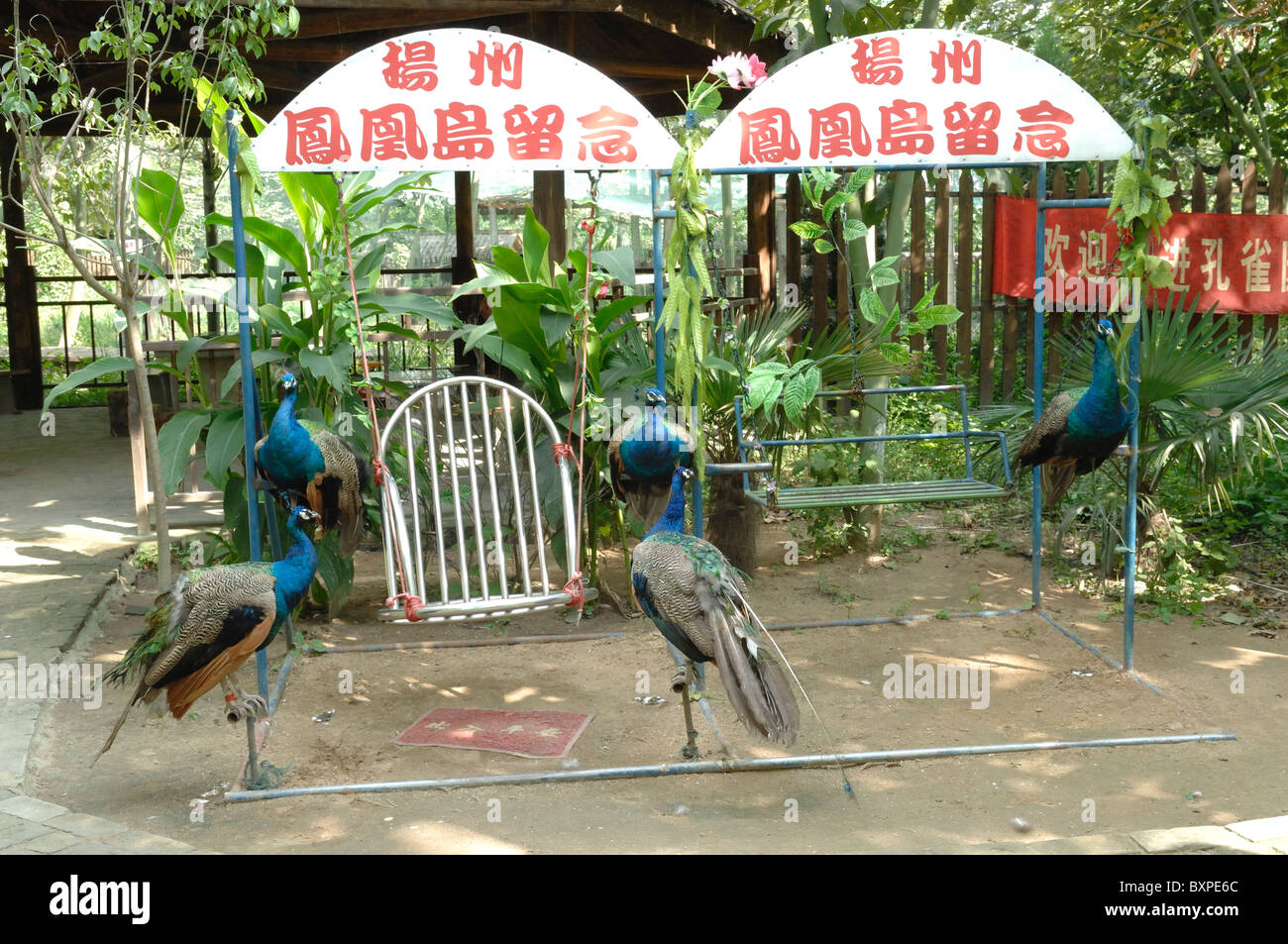 Peacocks at a photo booth in Fairground facilities at Phoenix Garden peoples park Yangzhou China Stock Photo
