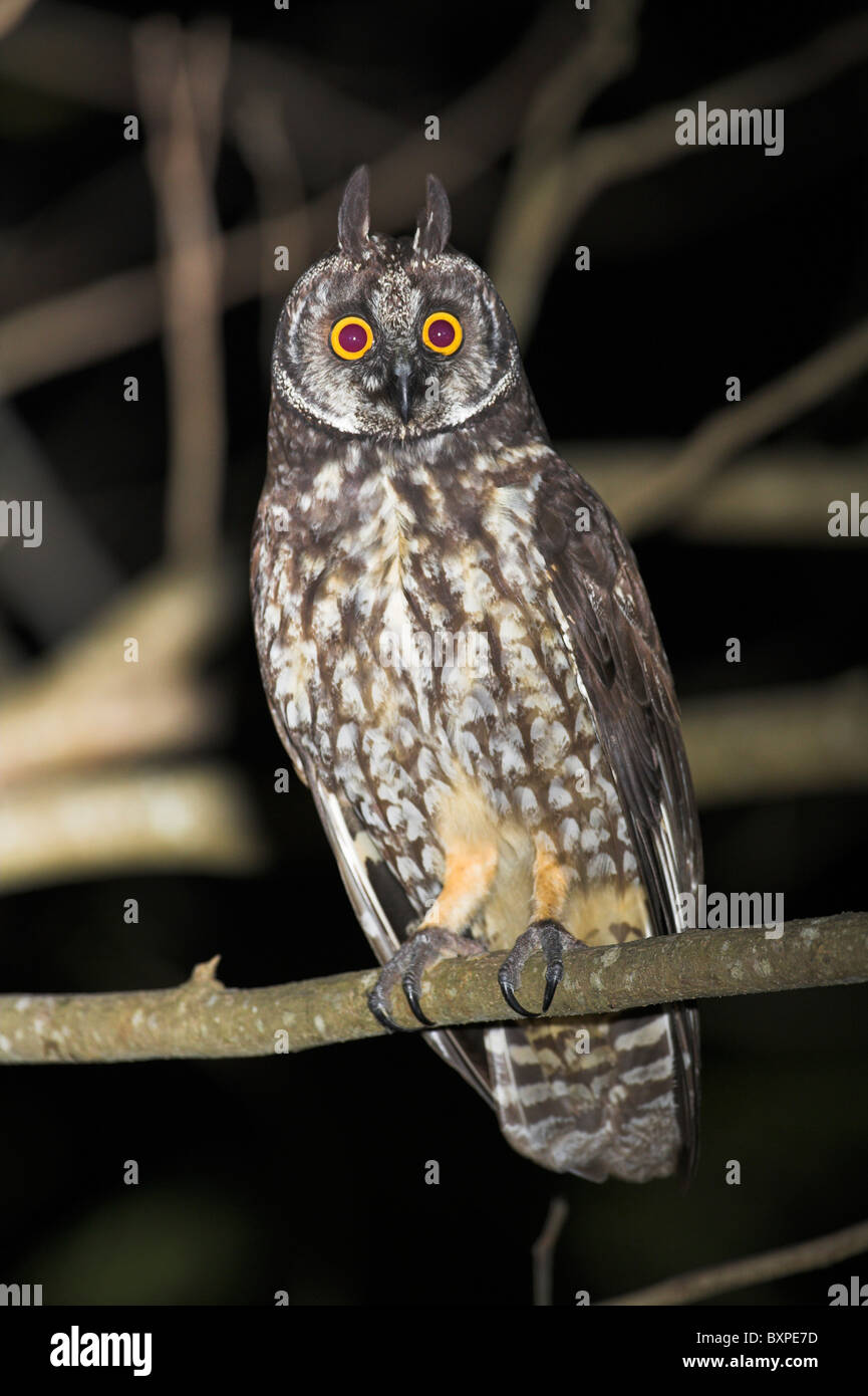 Stygian Owl Asio stygius perched in tree at night at Zapata Peninsular, Republic of Cuba in April. Stock Photo