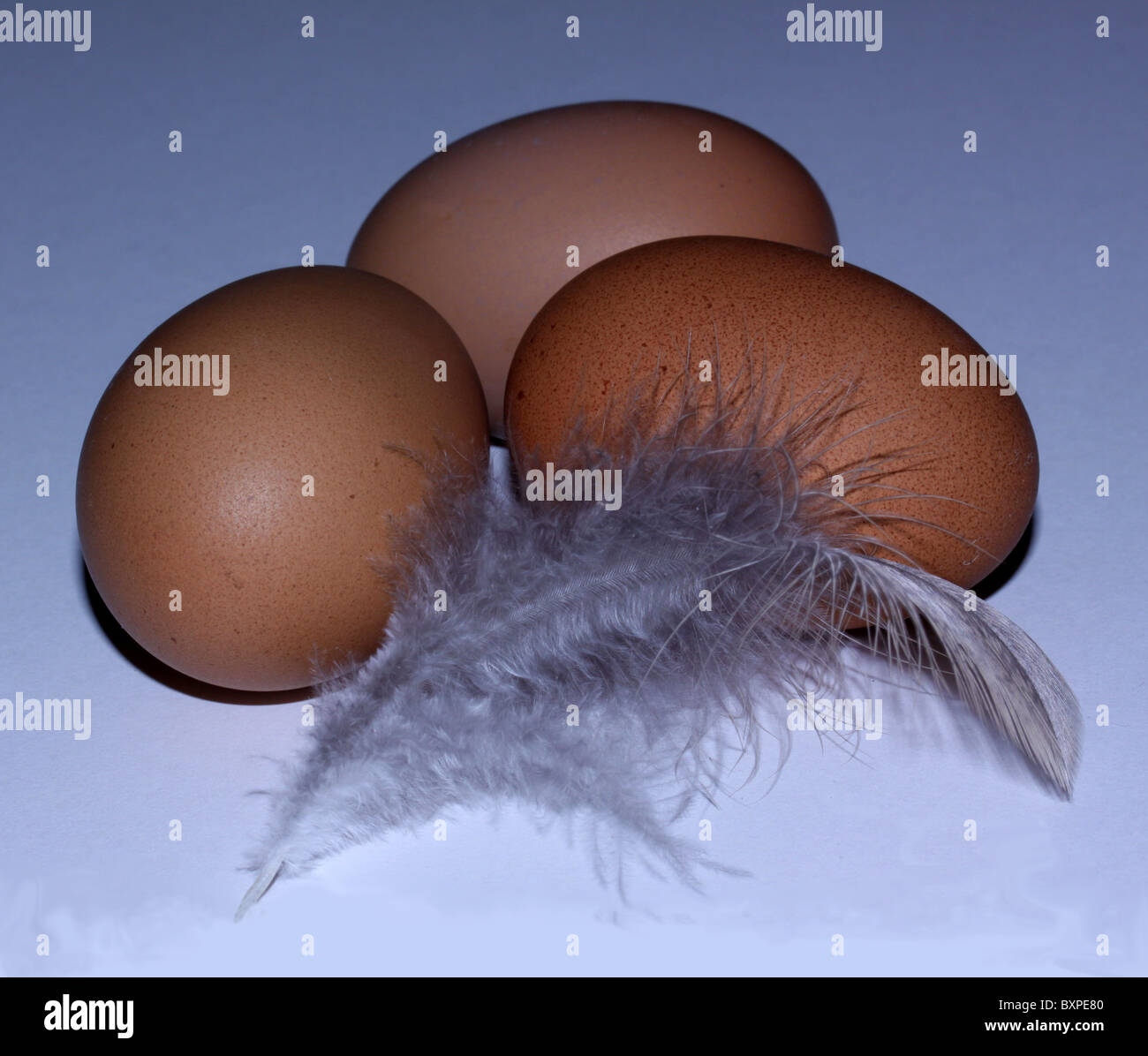 Brown chicken eggs with a feather Stock Photo