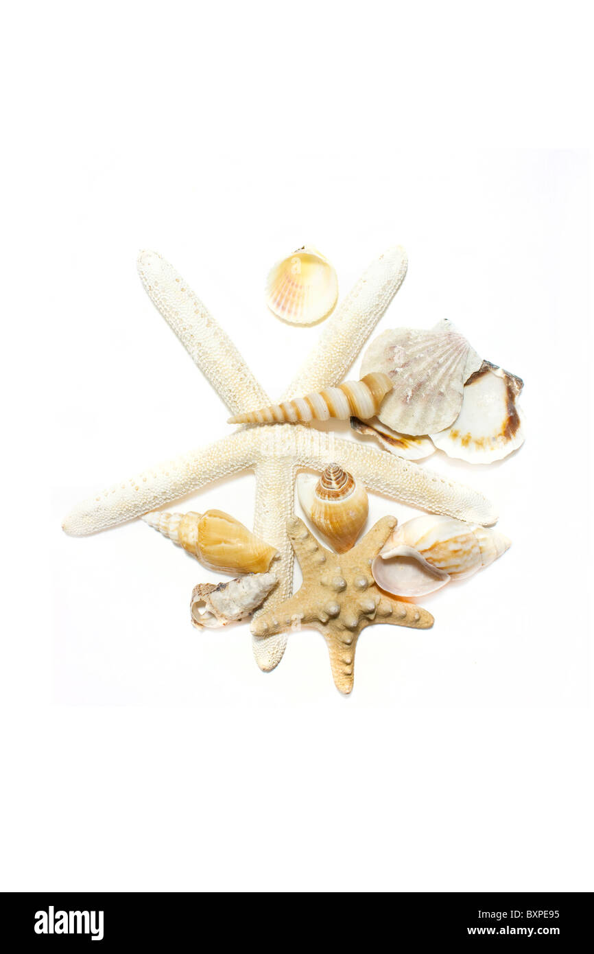 starfish and shells set on white background Stock Photo - Alamy