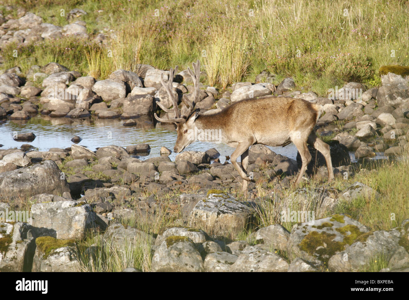 Red deer stag (Cervus elaphus) crossing a stream, Highlands, Scotland, UK Stock Photo