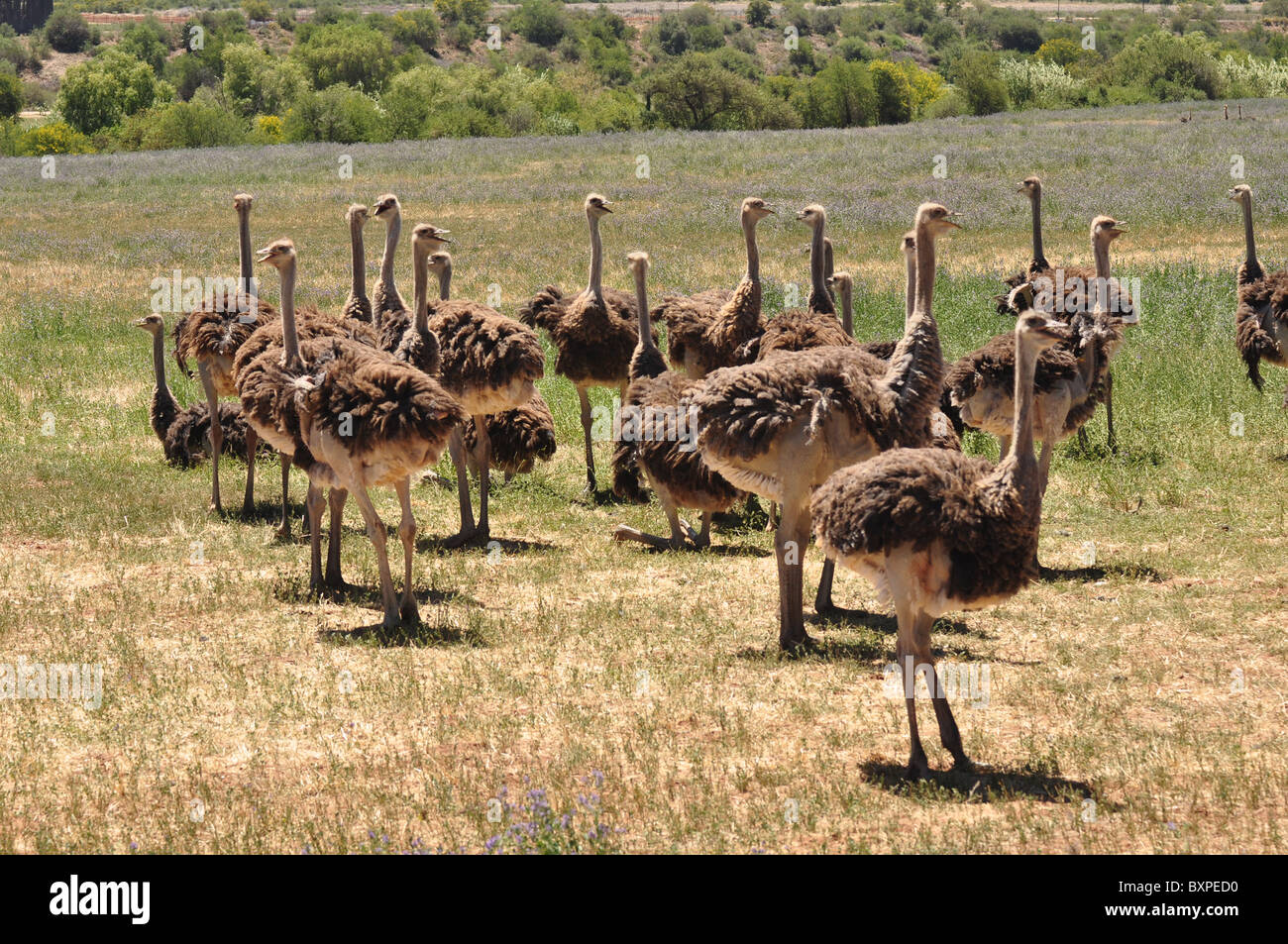 Ostrich, big birds in Oudtshoorn, South Africa Stock Photo Alamy