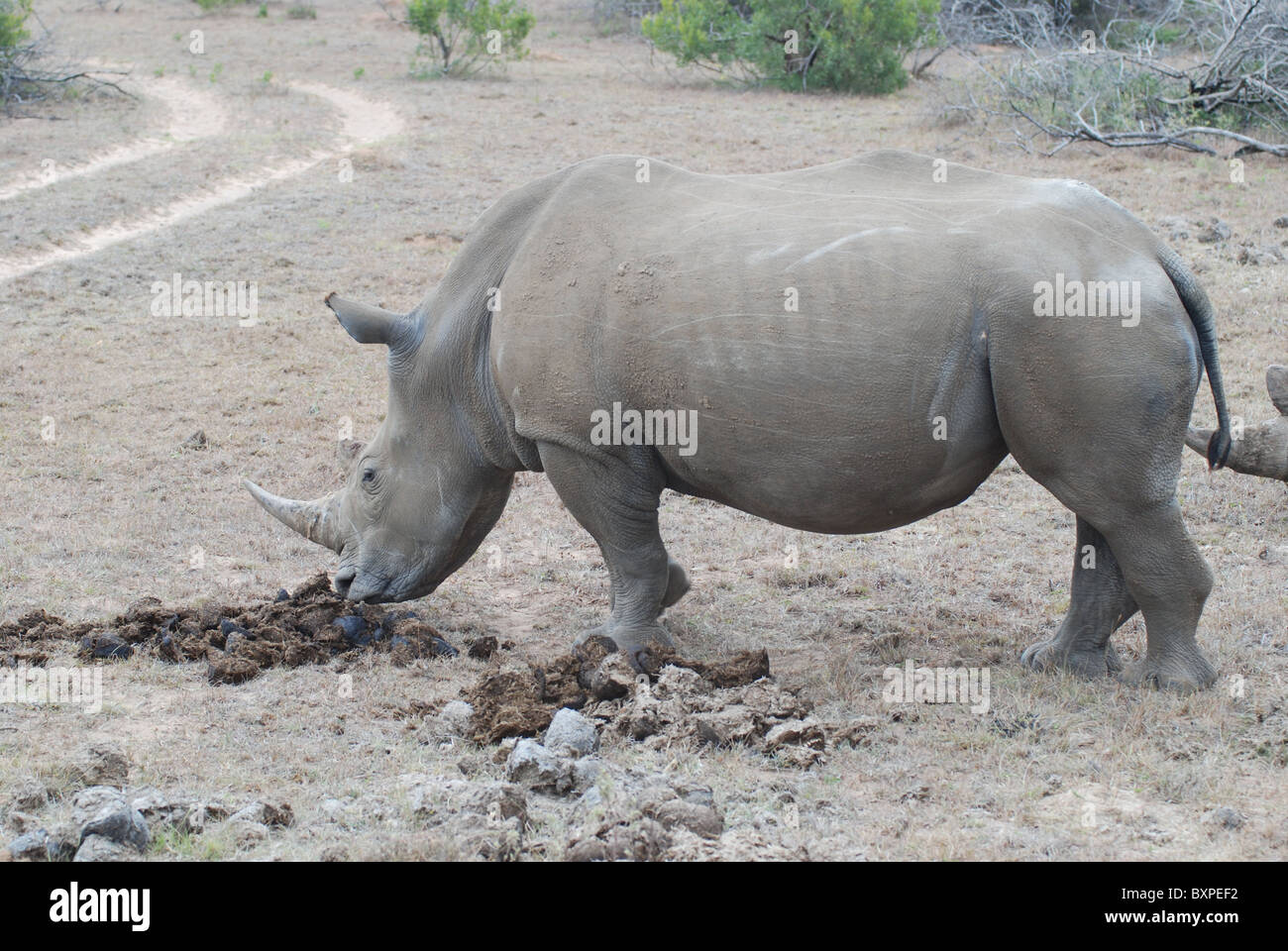 White Rhinoceros - Rhinos - in Schotia Private Game Reserve, South ...