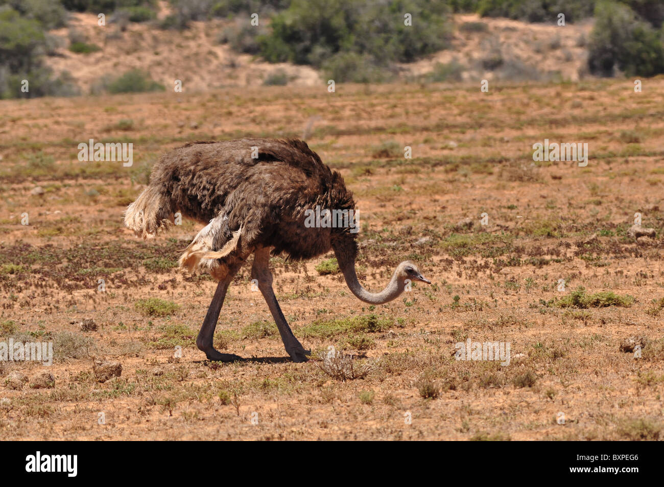 Ostrich, big birds in Oudtshoorn, South Africa Stock Photo