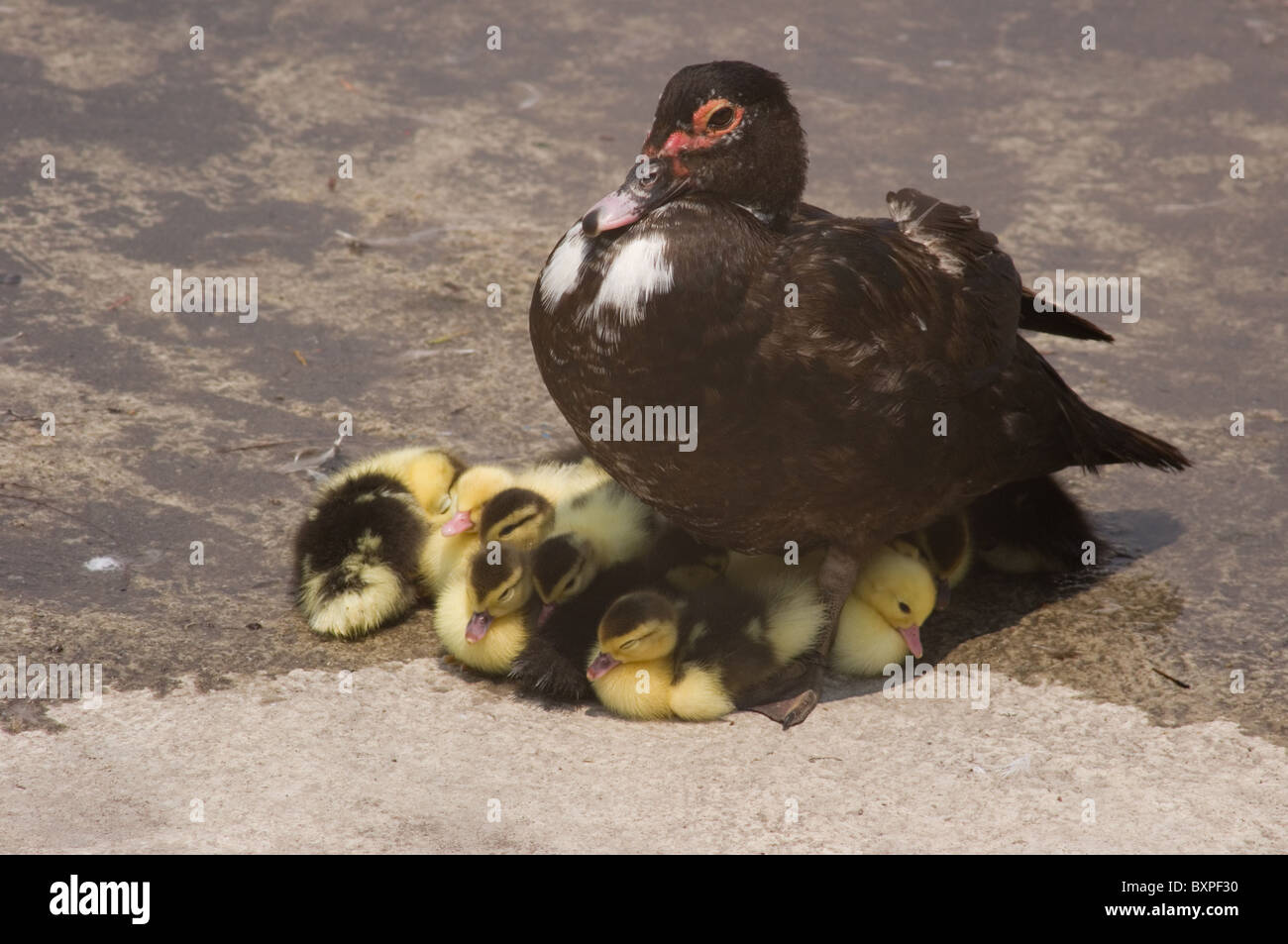 Group of baby ducks with her mother Stock Photo Alamy
