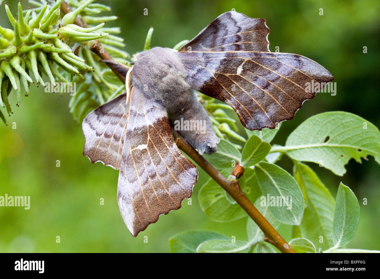 poplar hawkmoth (laothoe populi) on willow Stock Photo Alamy