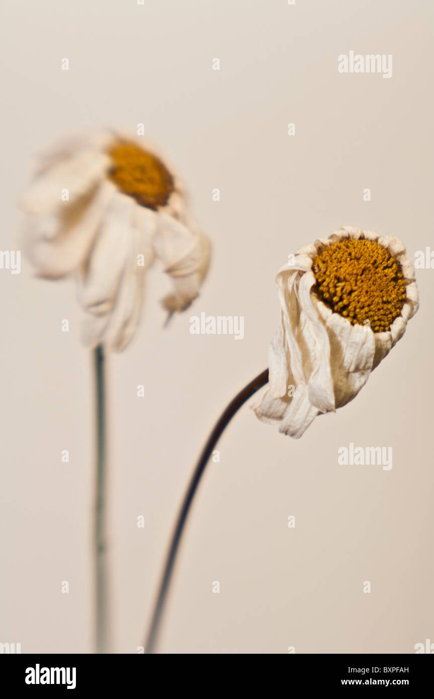 Shasta daisy, Chrysanthemum maximum (Asteraceae) Stock Photo