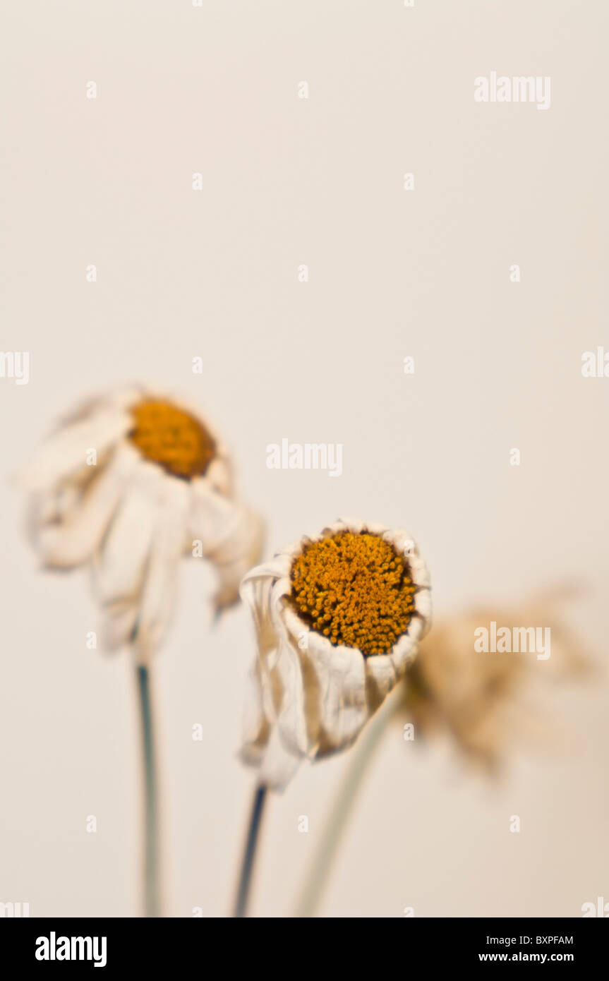 Wilted Shasta daisies, Chrysanthemum maximum (Asteraceae) Stock Photo