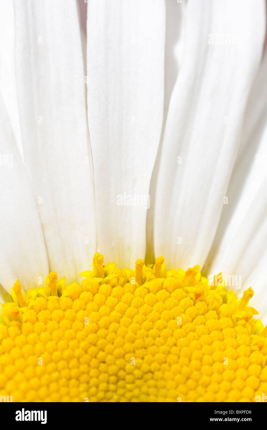 Shasta daisy, Chrysanthemum maximum (Asteraceae) Stock Photo