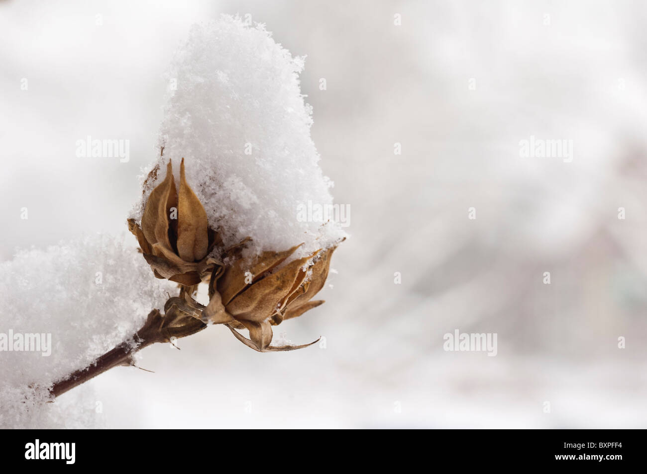 Snow gathers on the limbs of the common Hibiscus, Hibiscus syriacus Stock Photo
