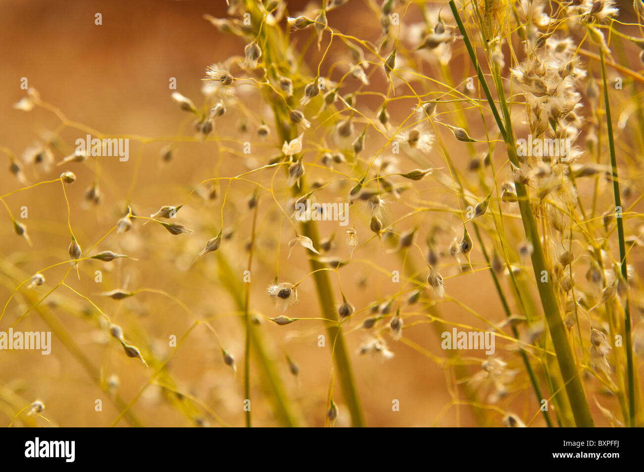 Close-up of Indian Ricegrass, Achnatherum hymenoides, the State Grass of Utah, USA Stock Photo