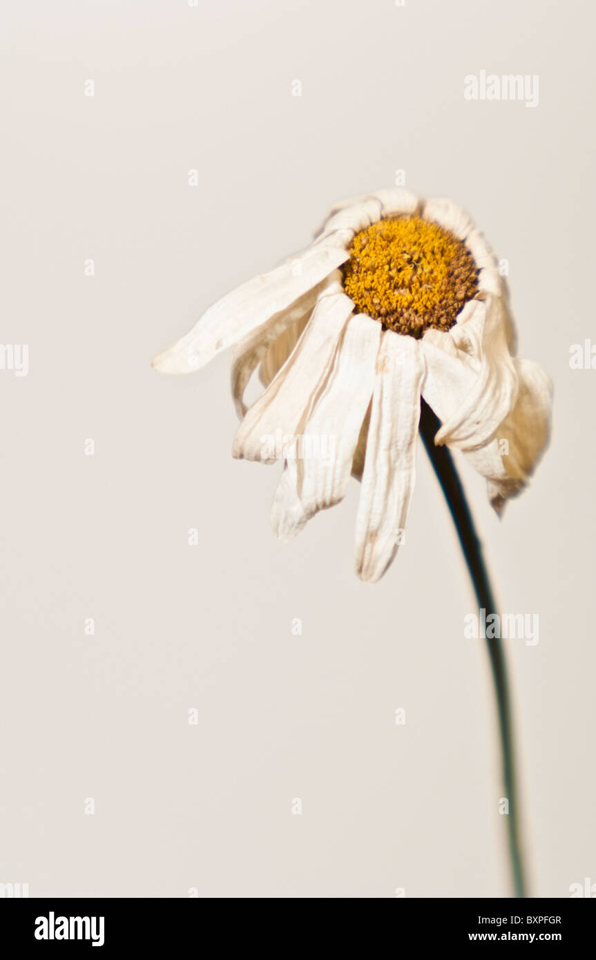 Wilted Shasta daisy, Chrysanthemum maximum (Asteraceae) Stock Photo