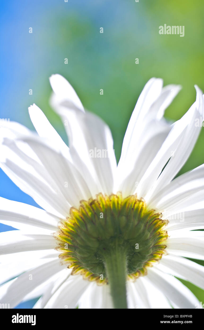 Bugs-eye view of a Shasta daisy, Chrysanthemum maximum (Asteraceae) Stock Photo
