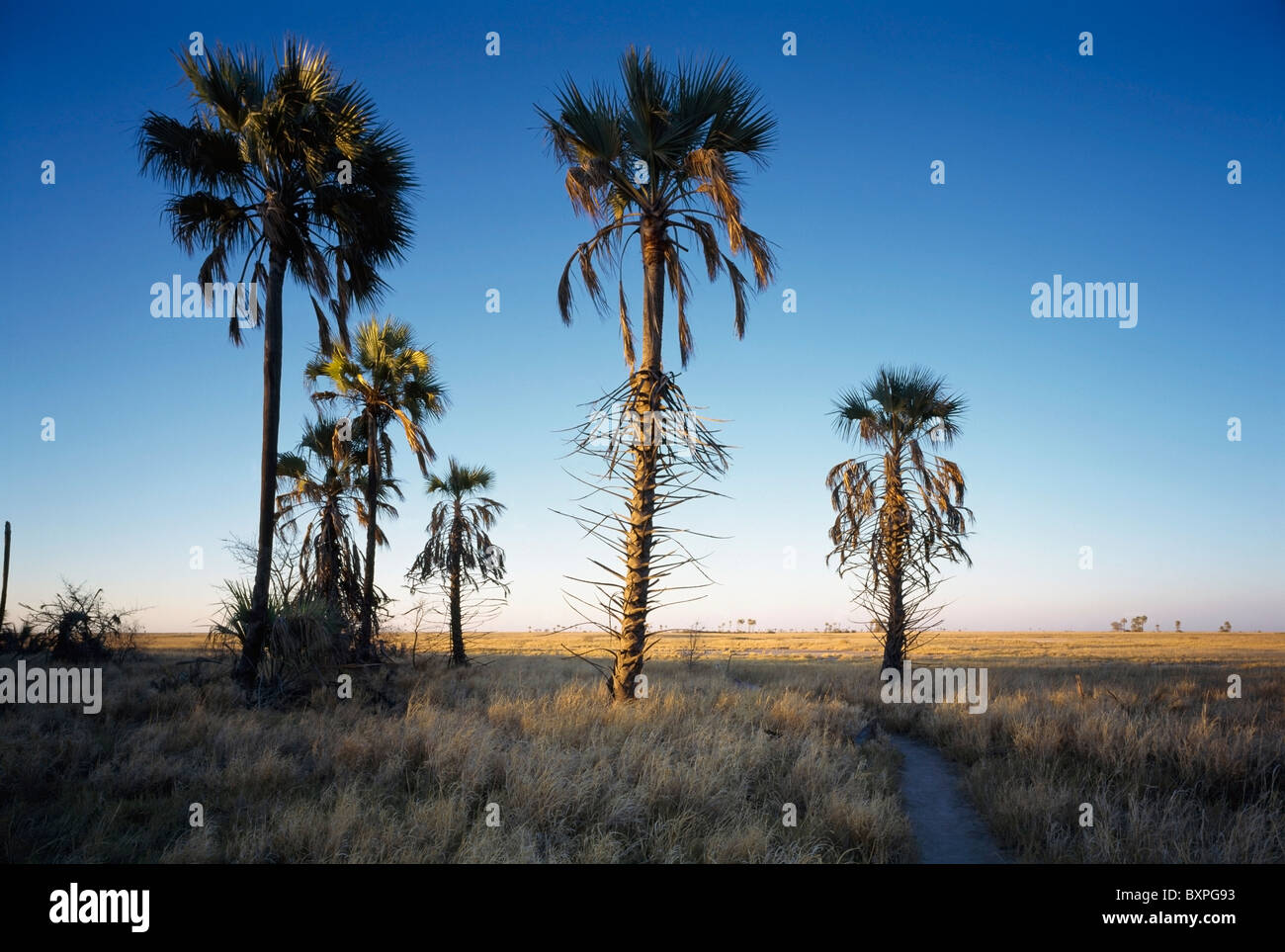 Jack's Camp In Kalahari Desert Stock Photo Alamy