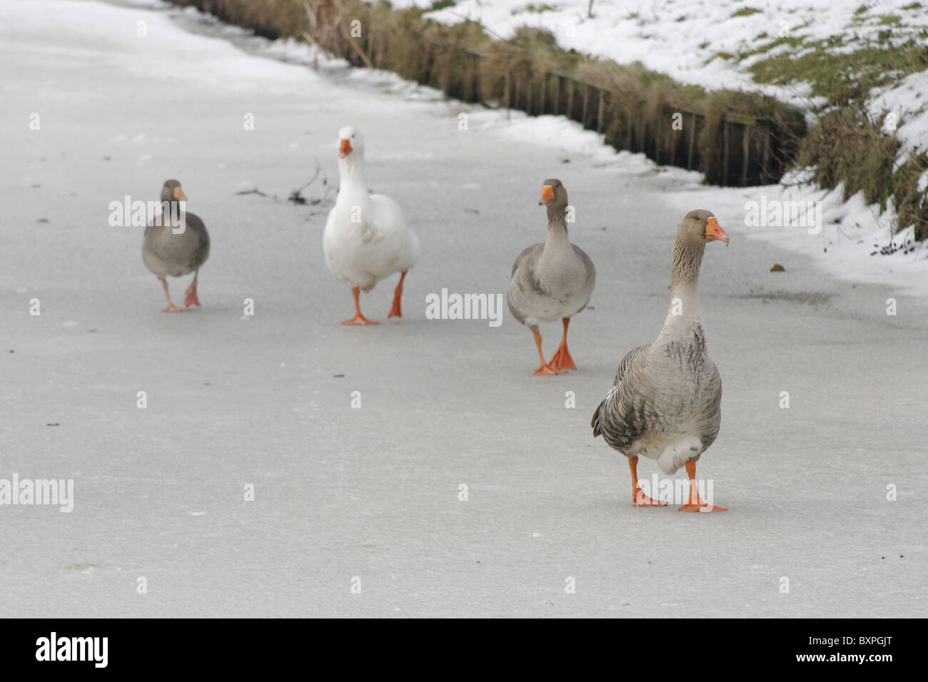 Greylag geese (Anser anser) on a frozen pond in The Hague, Netherlands Stock Photo