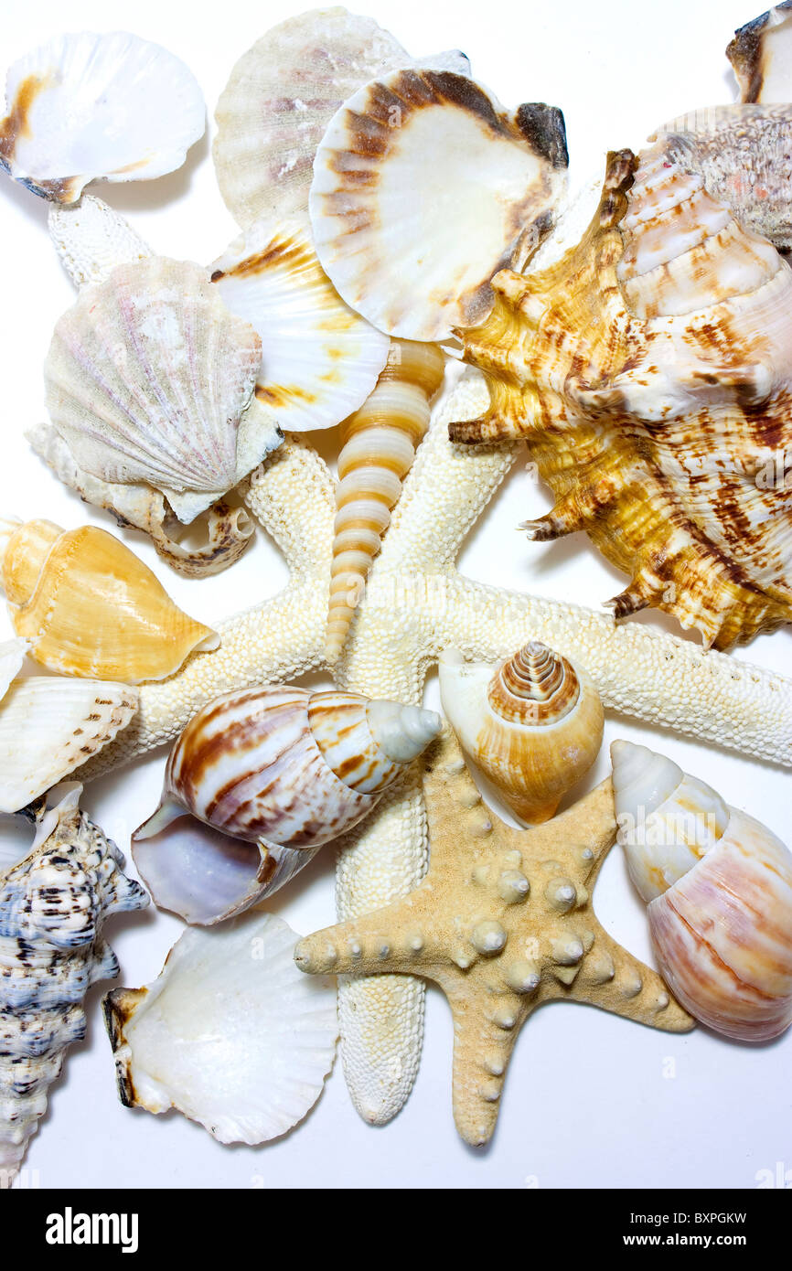 starfish and shells set on white background Stock Photo - Alamy