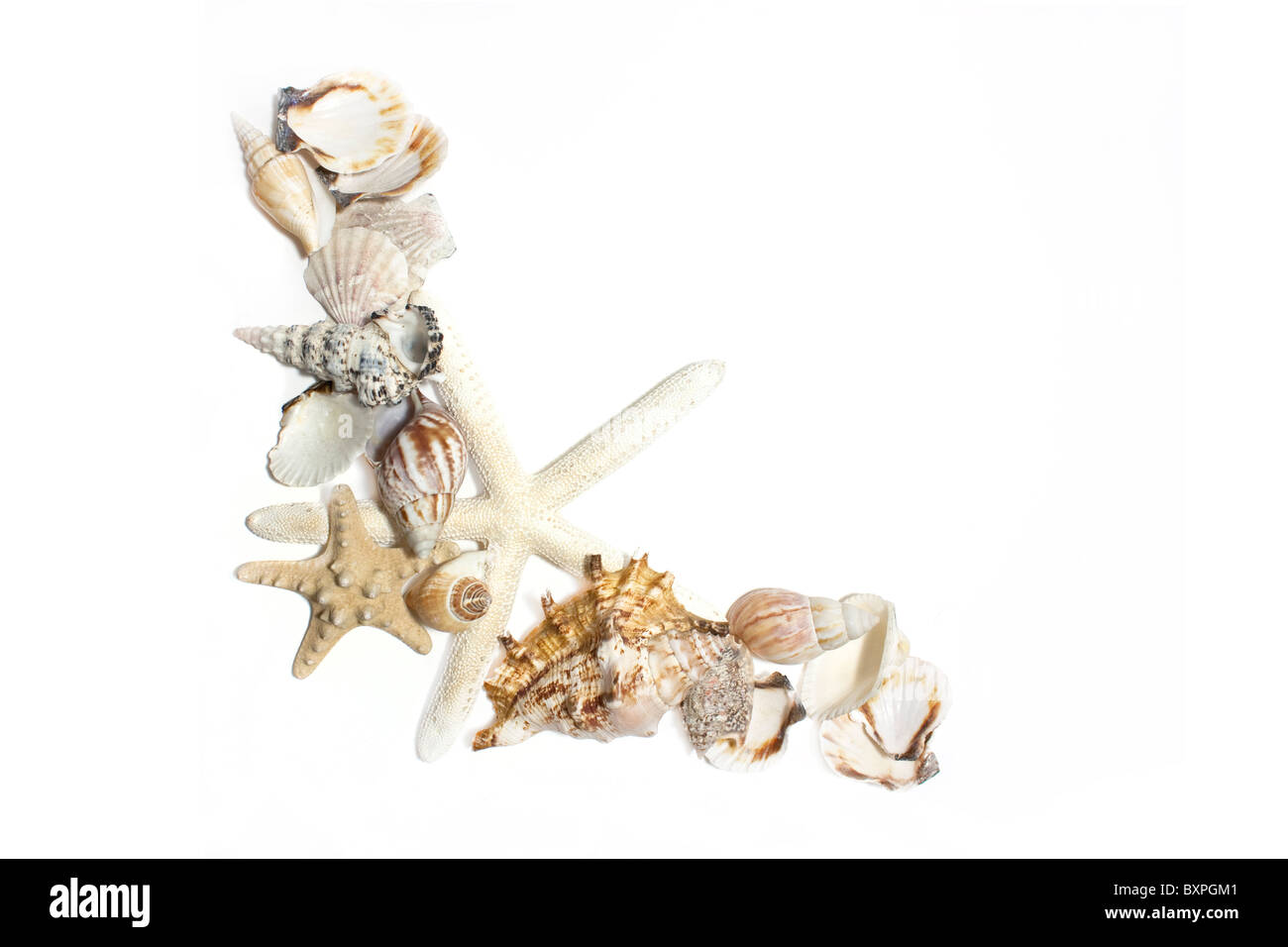 starfish and shells set on white background Stock Photo - Alamy