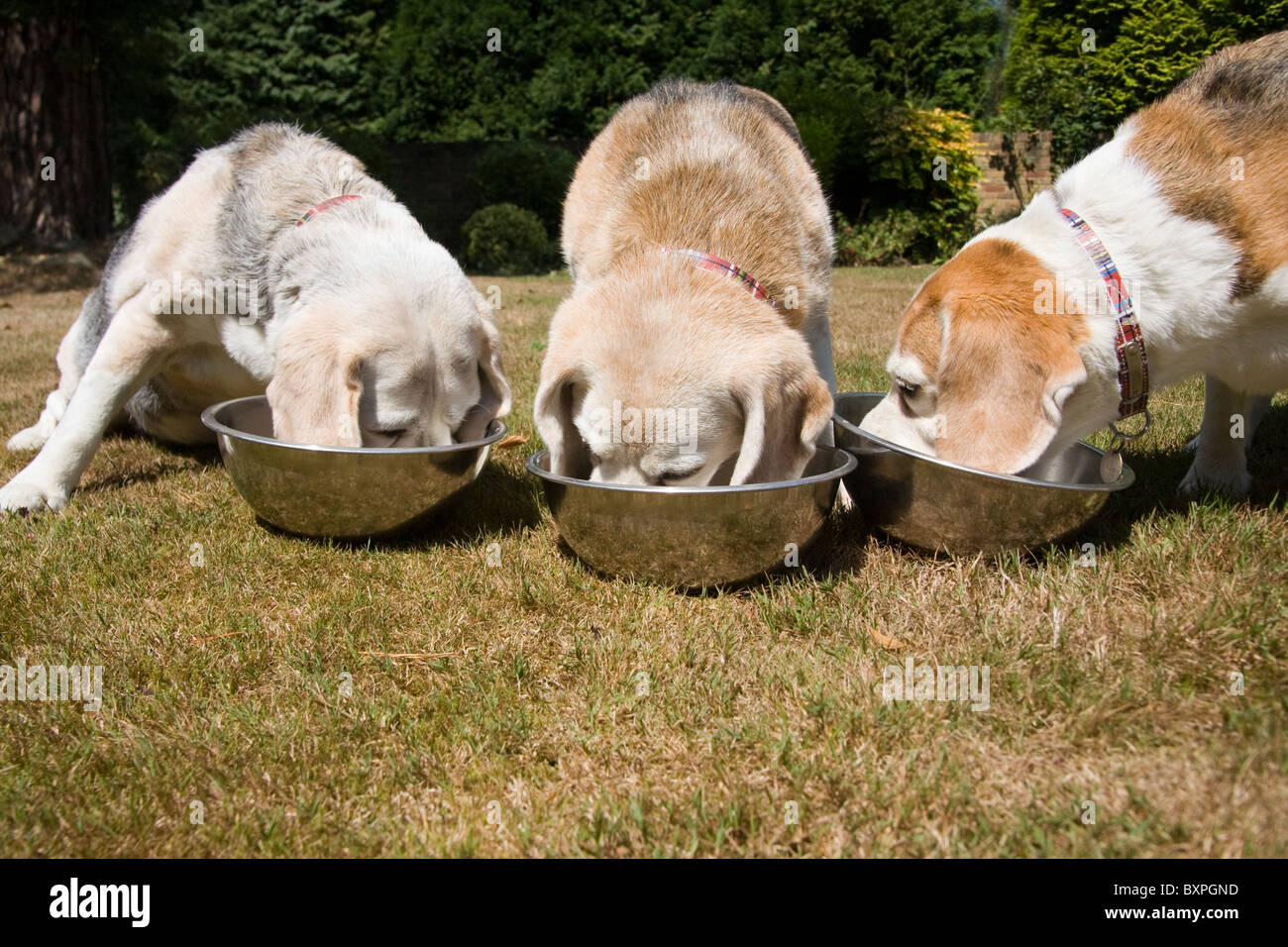 three elderly beagle dogs eating Stock Photo Alamy