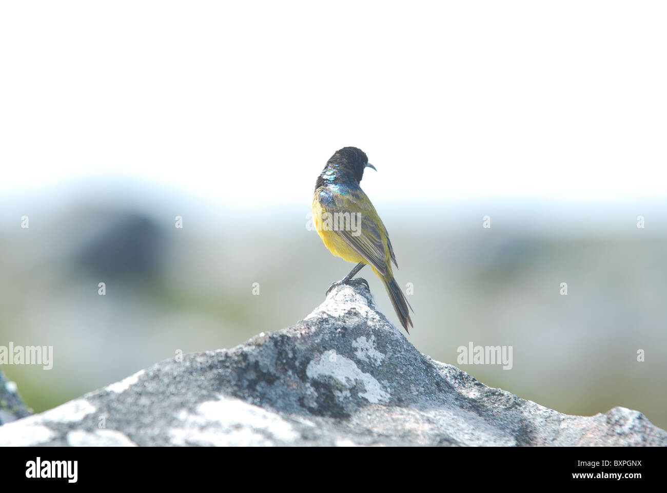 This little orangebreasted sunbird was resting on Table Mountain, Cape Town, South Africa Stock Photo