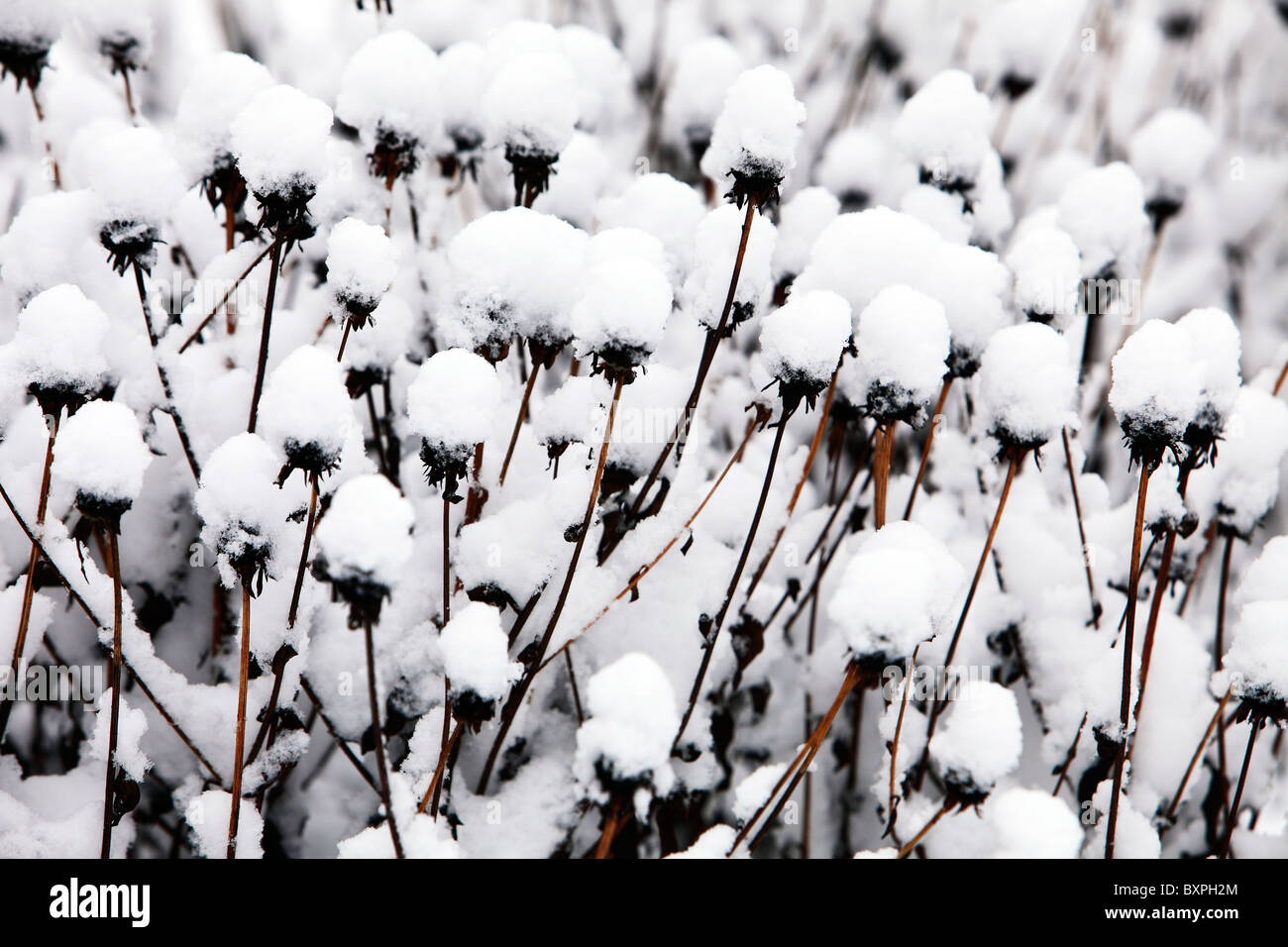 Plant branches hi-res stock photography and images - Alamy