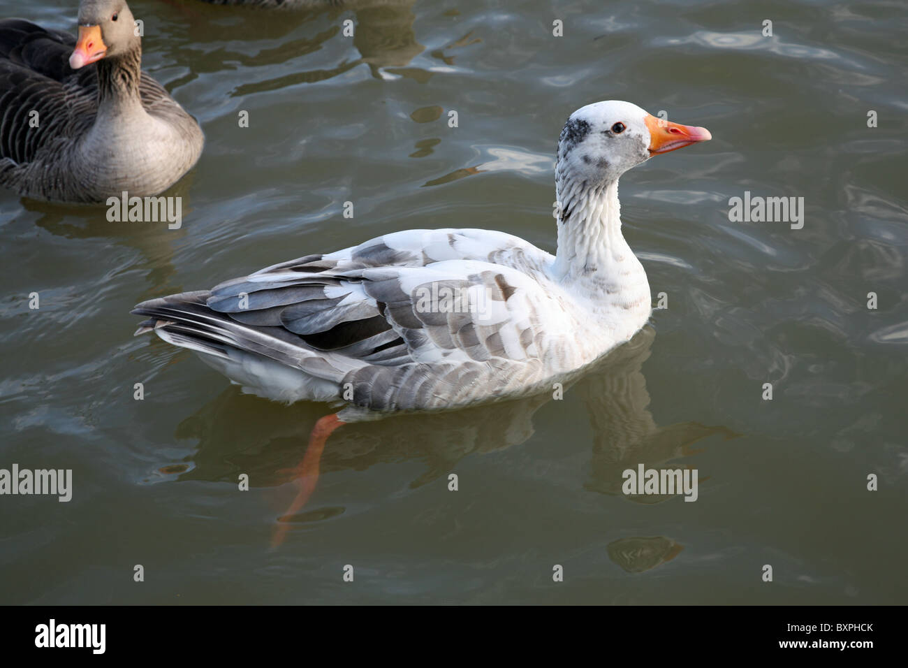 Young Grey lag goose Stock Photo