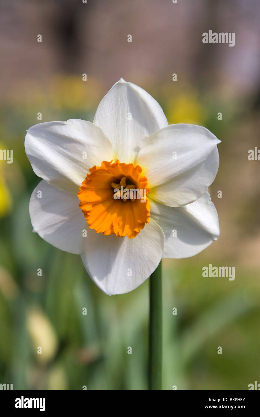 Daffodil Narcissus Geranium Stock Photos & Daffodil Narcissus Geranium ...