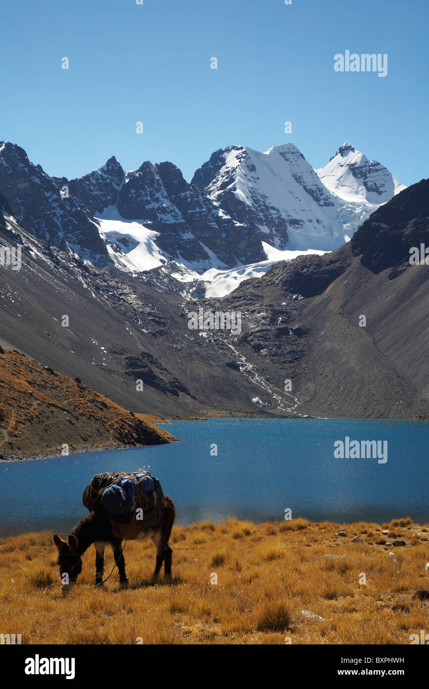 Donkey Grazing With Condorri Peak In Background Stock Photo