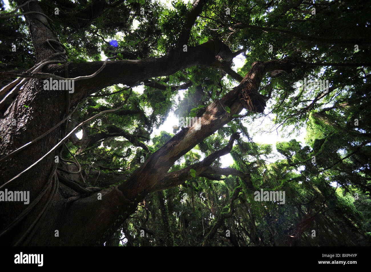 Primeval jungle volcanic island Stock Photo