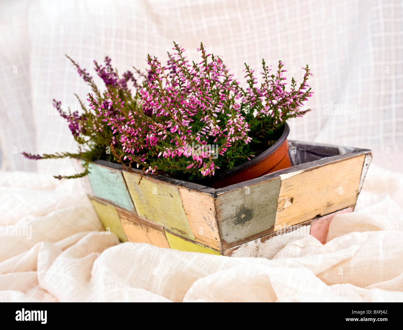 A beautiful pink heathers in old-fashioned flower-pot Stock Photo