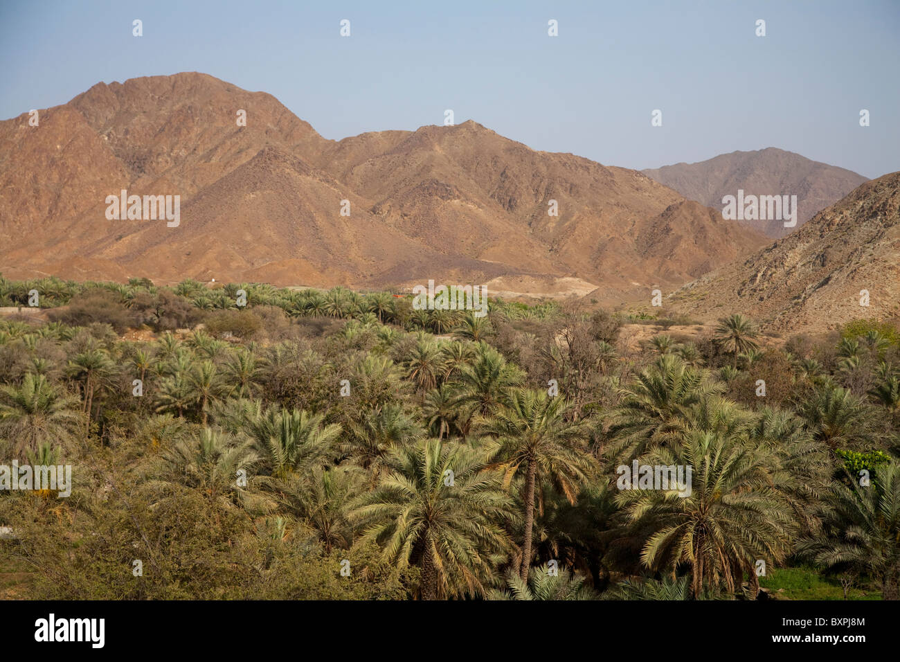 Oasis of Al Dhaid, Hajar Mountains, Sharjah, United Arab Emirates Stock Photo