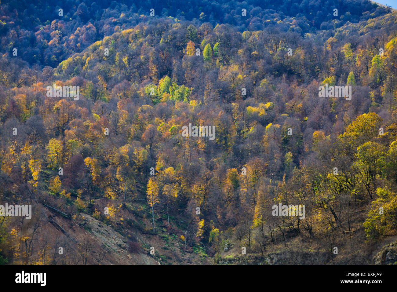 Aerial view autumn forest hi-res stock photography and images - Alamy
