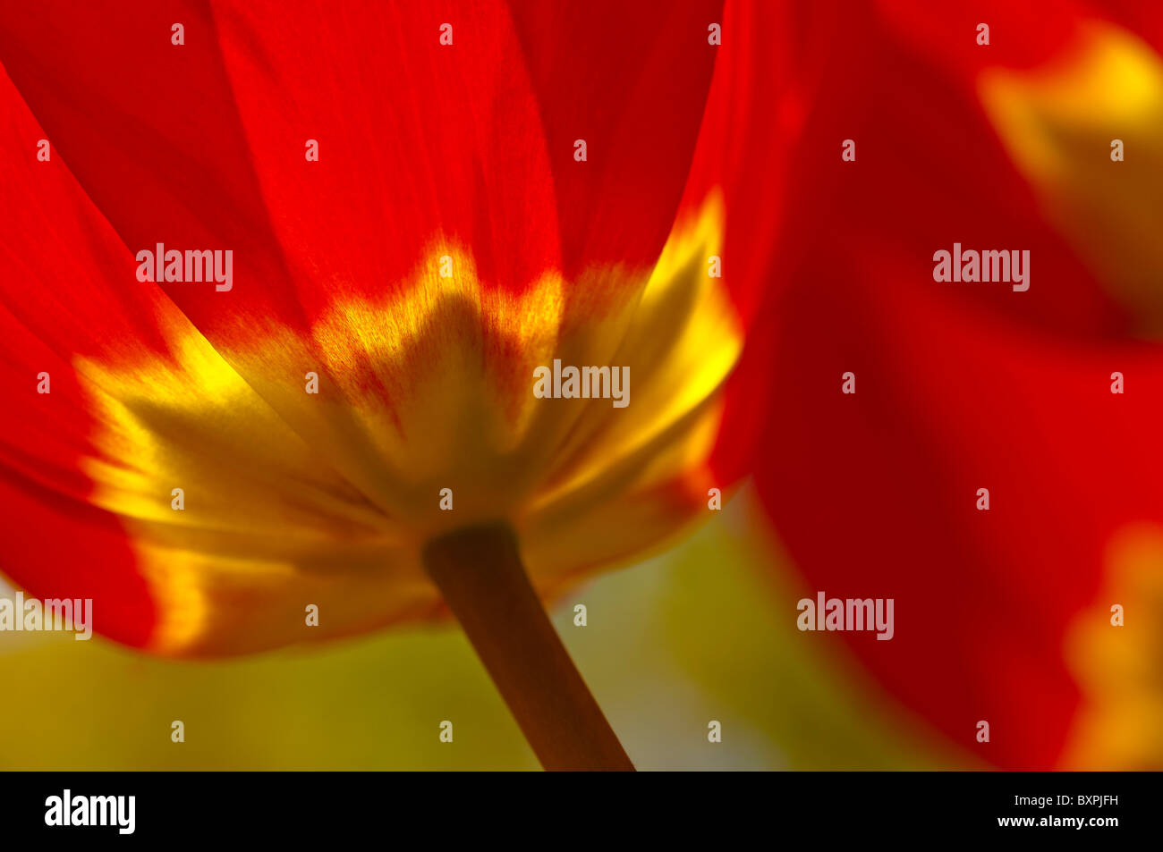 Close-up of red tulip from below Stock Photo - Alamy