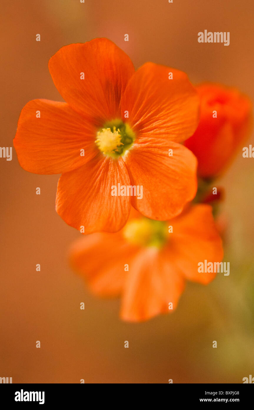 Globe mallow, Sphaeralcea ambigua, growing in the desert of
