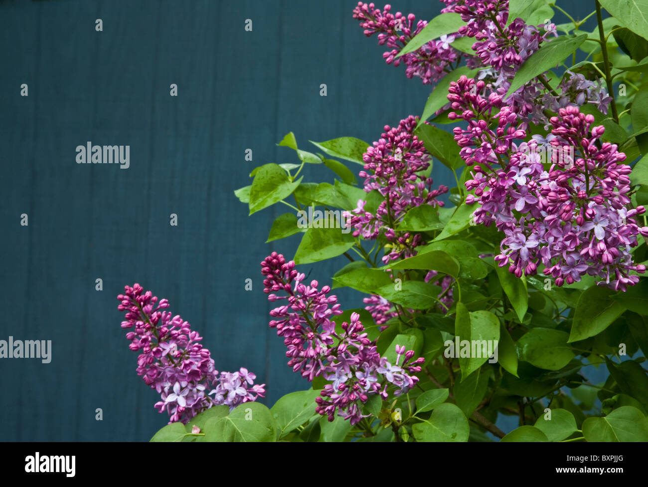 Close up Spring Lilac bush, flowering shrubs garden, New Jersey, USA