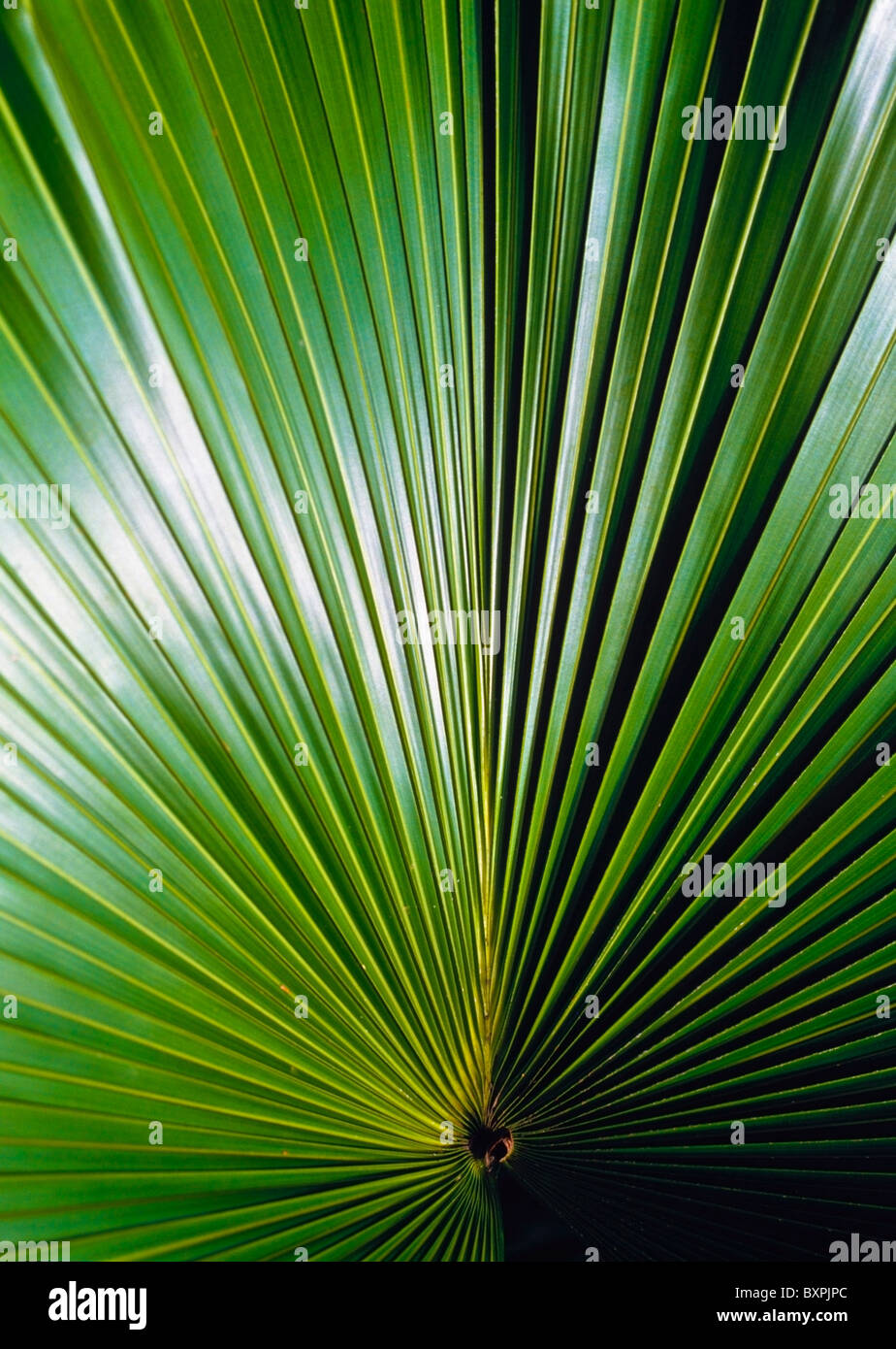 Detail Of A Palm Leaf In The Amazon Rainforest Stock Photo Alamy