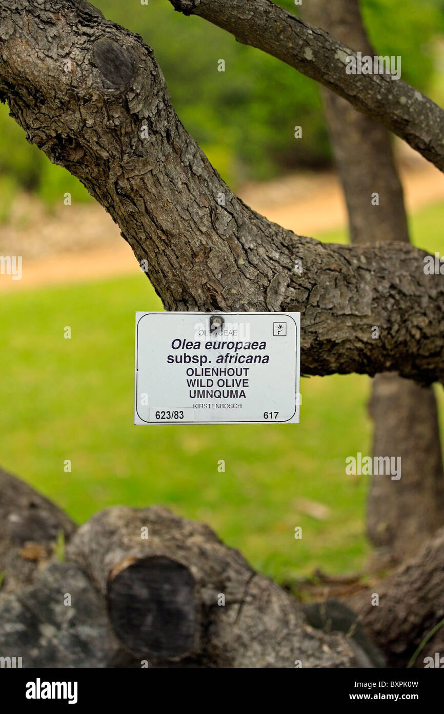 Information board identifying Wild Olive tree , Kirstenbosch Botanical Gardens, Cape Town, South Africa Stock Photo