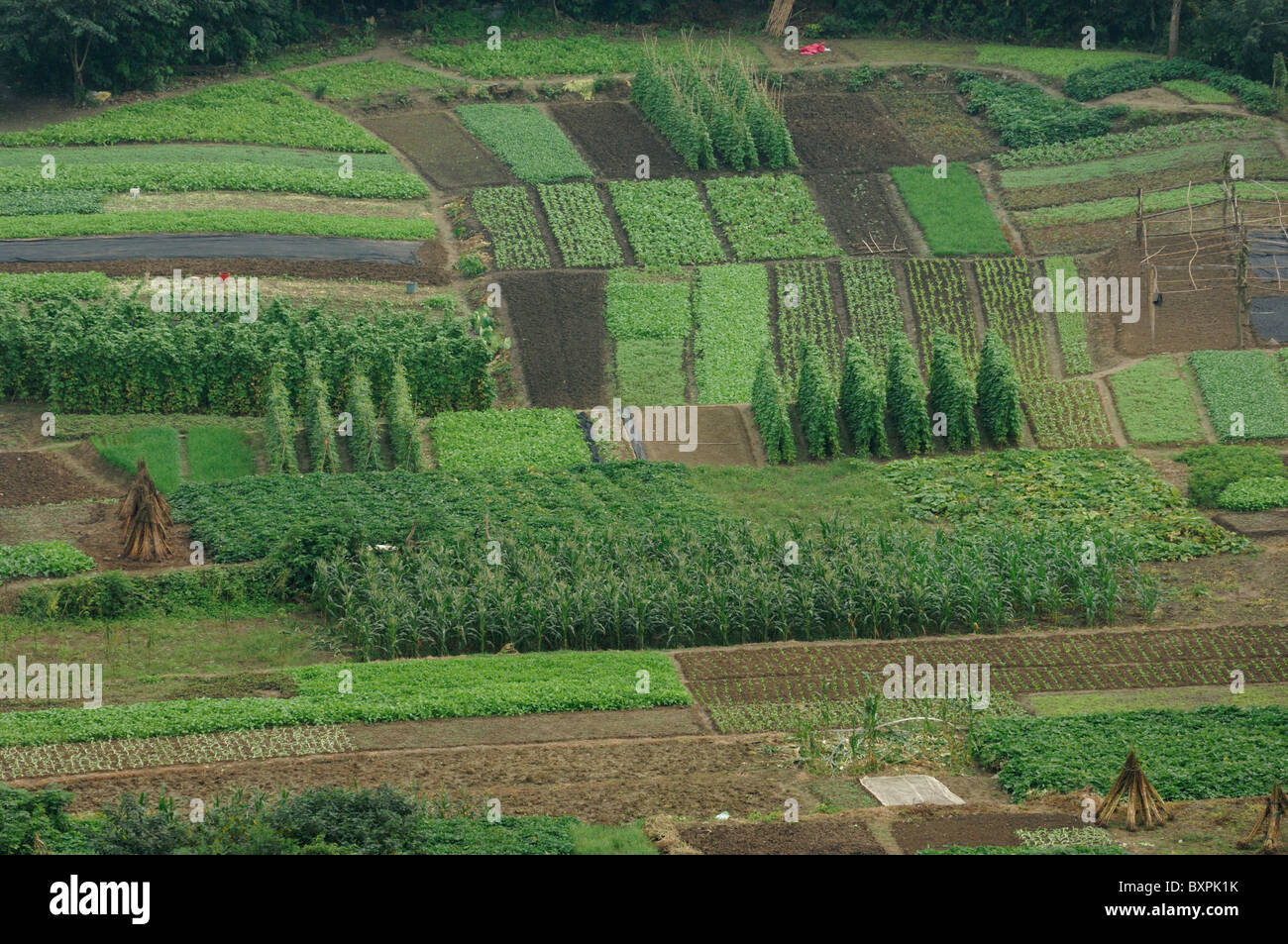 Small farming plots growing produce in China Stock Photo