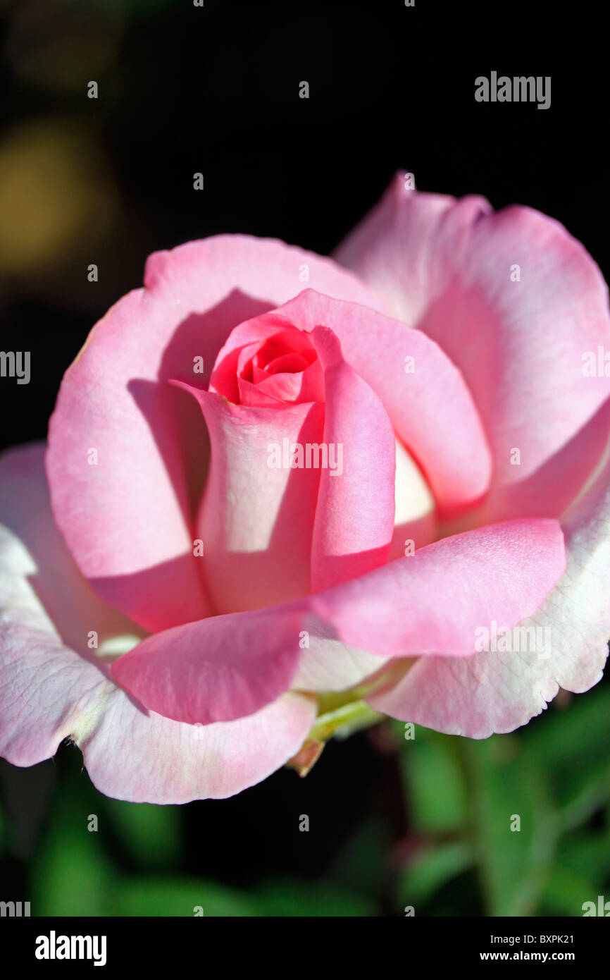 Pink rose in bloom Stock Photo - Alamy