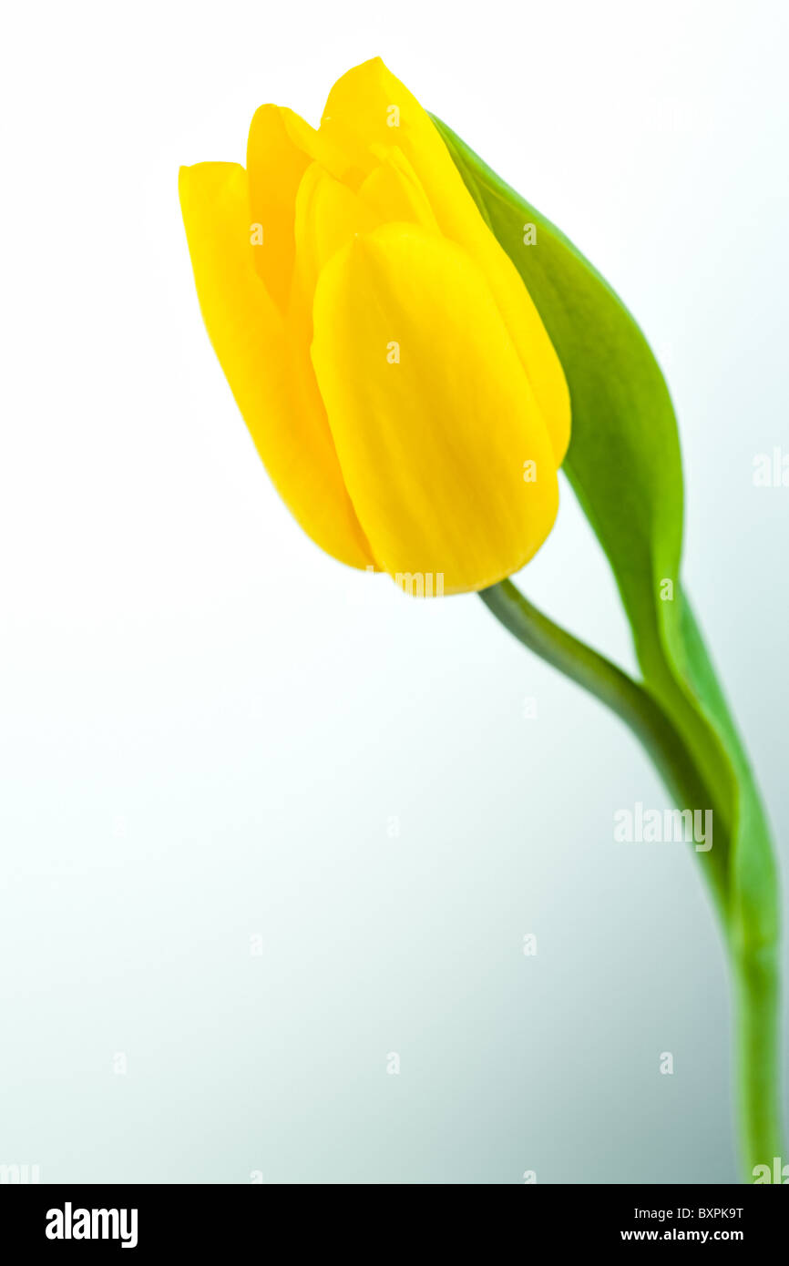 Image of yellow tulip isolated on white background Stock Photo - Alamy