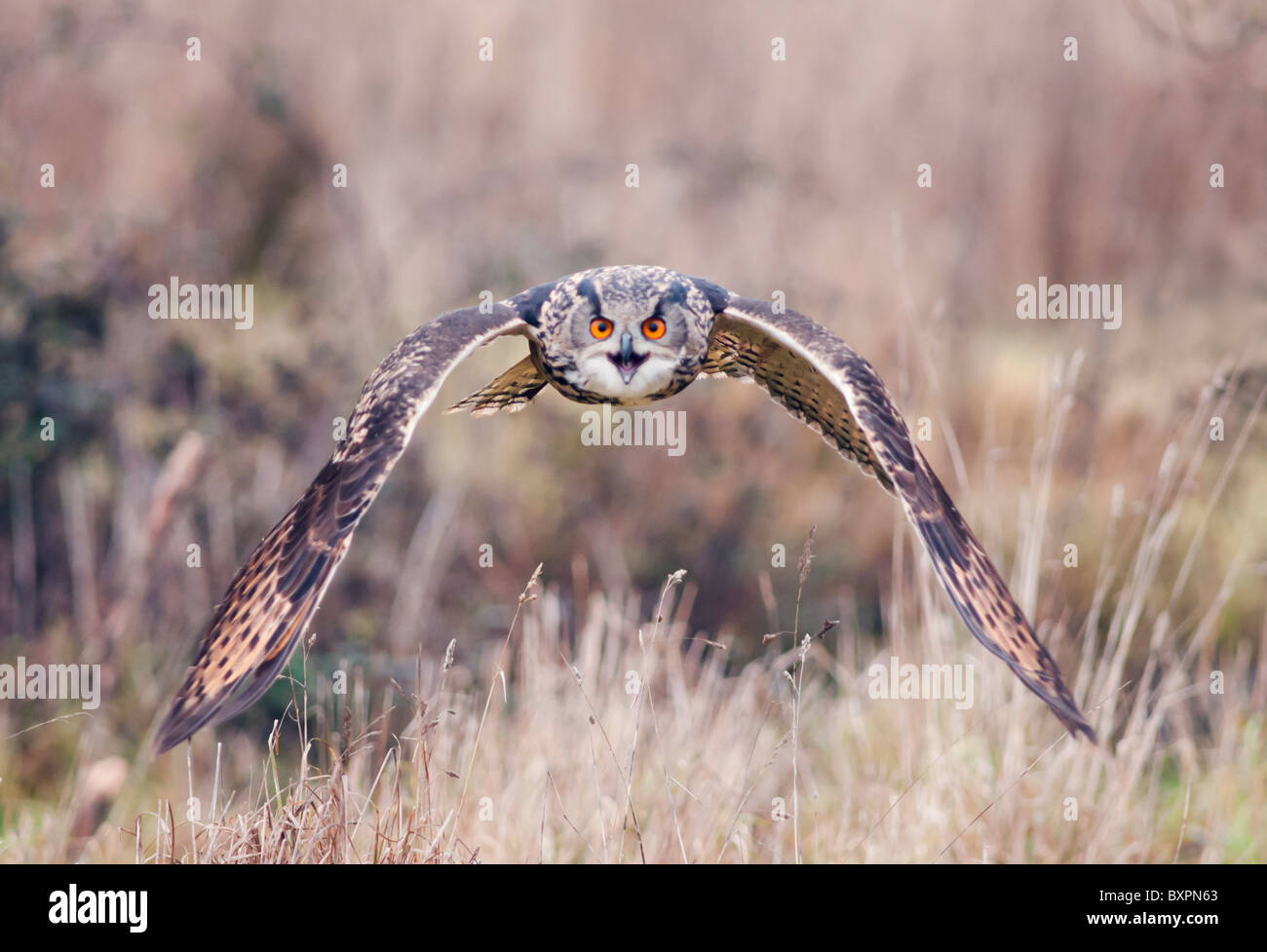 Eagle Owl in flight, Bubo Bubo (Captive Bred) Stock Photo