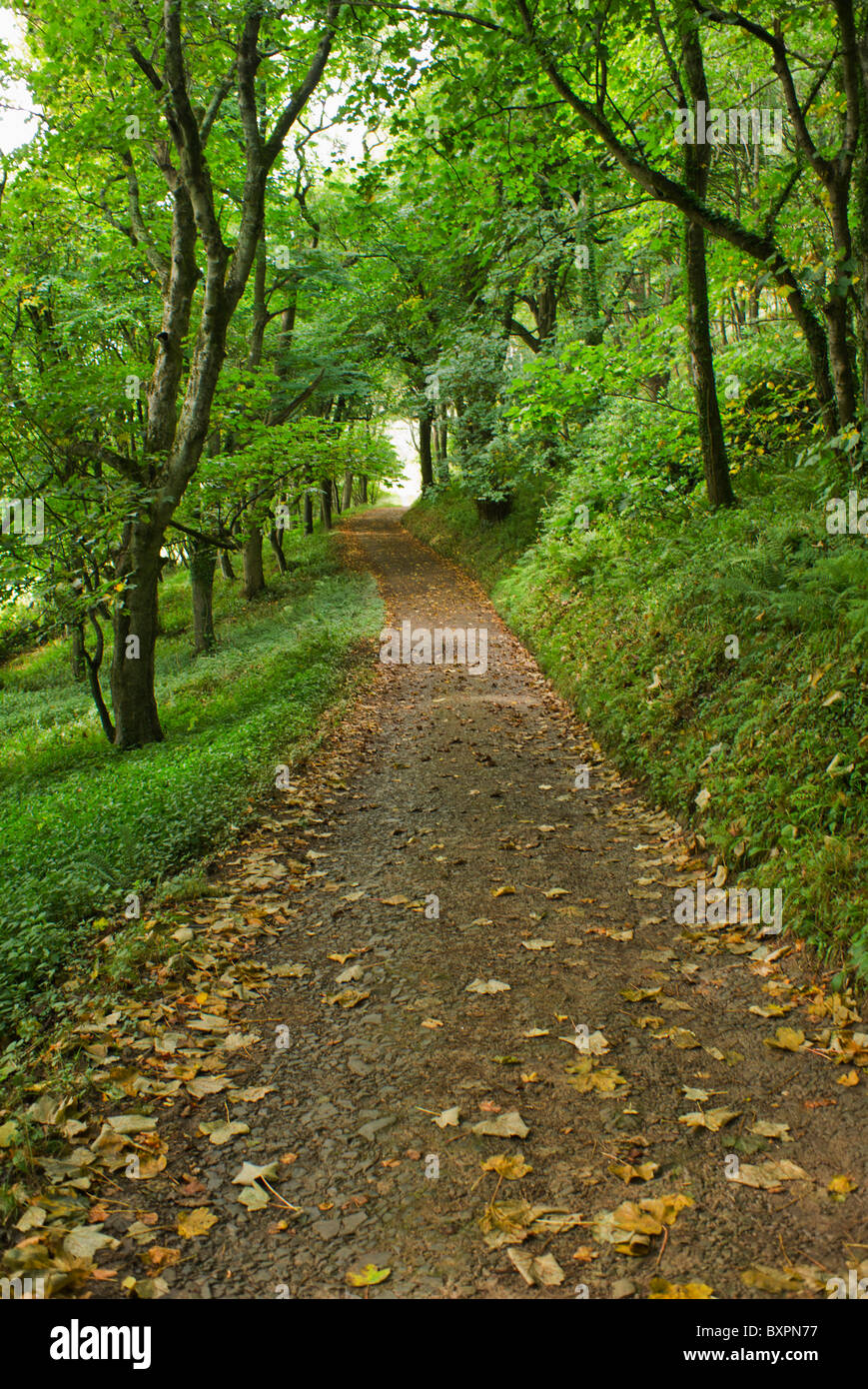 footpath through woodland between trees the estate of hartland abbey