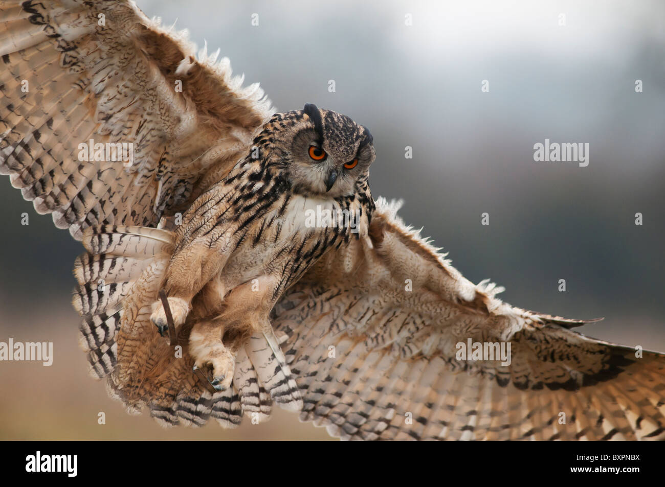 Eagle Owl, Bubo Bubo (captive bred) about to land on prey Stock Photo
