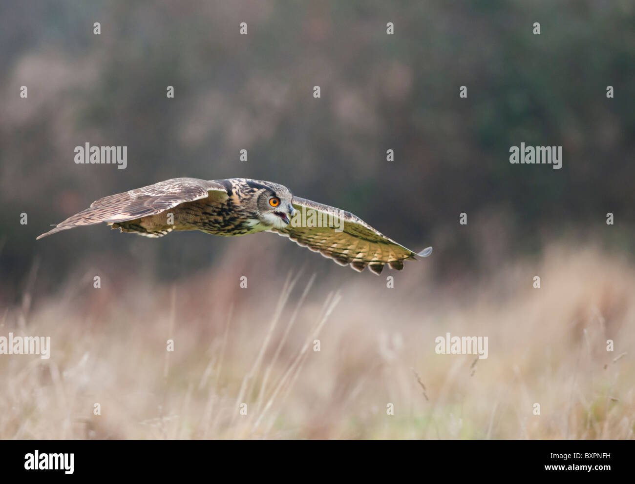 Eagle Owl in flight, Bubo Bubo (Captive Bred) Stock Photo