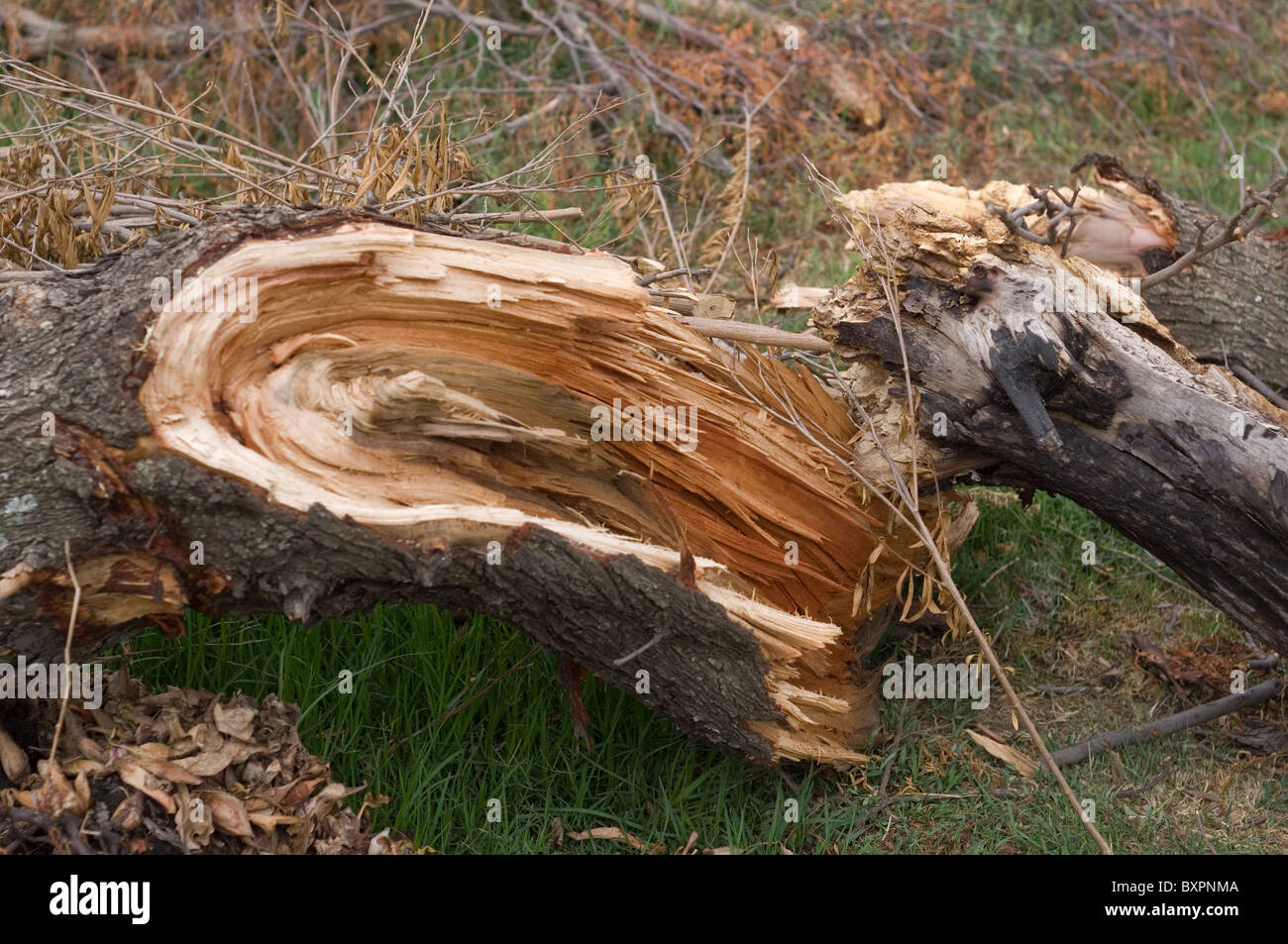 Photo of a broken tree trunk Stock Photo Alamy