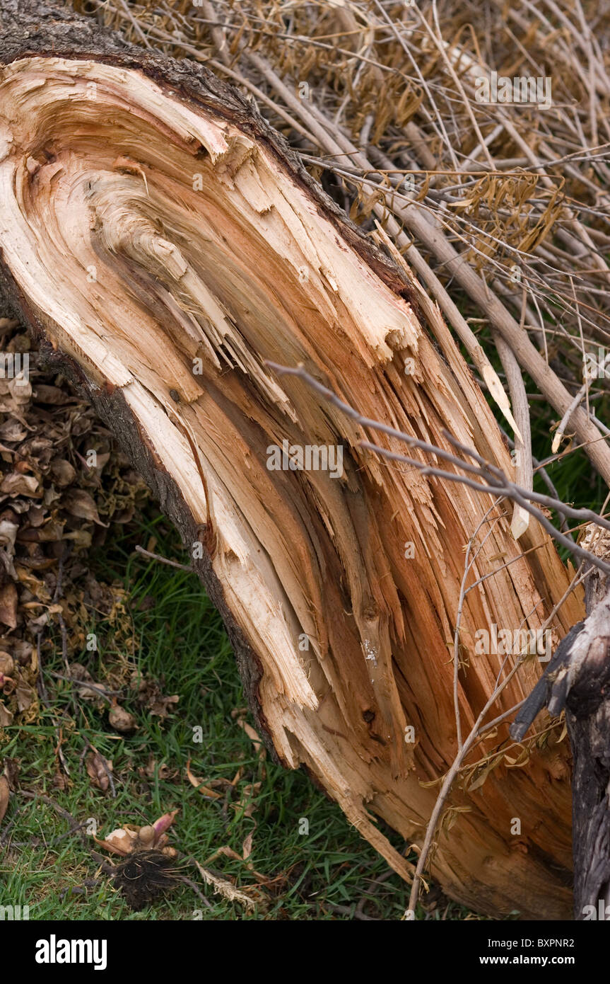 Photo of a broken tree trunk Stock Photo Alamy