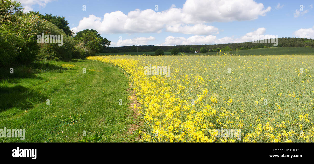 A field of oil seed rape Stock Photo - Alamy