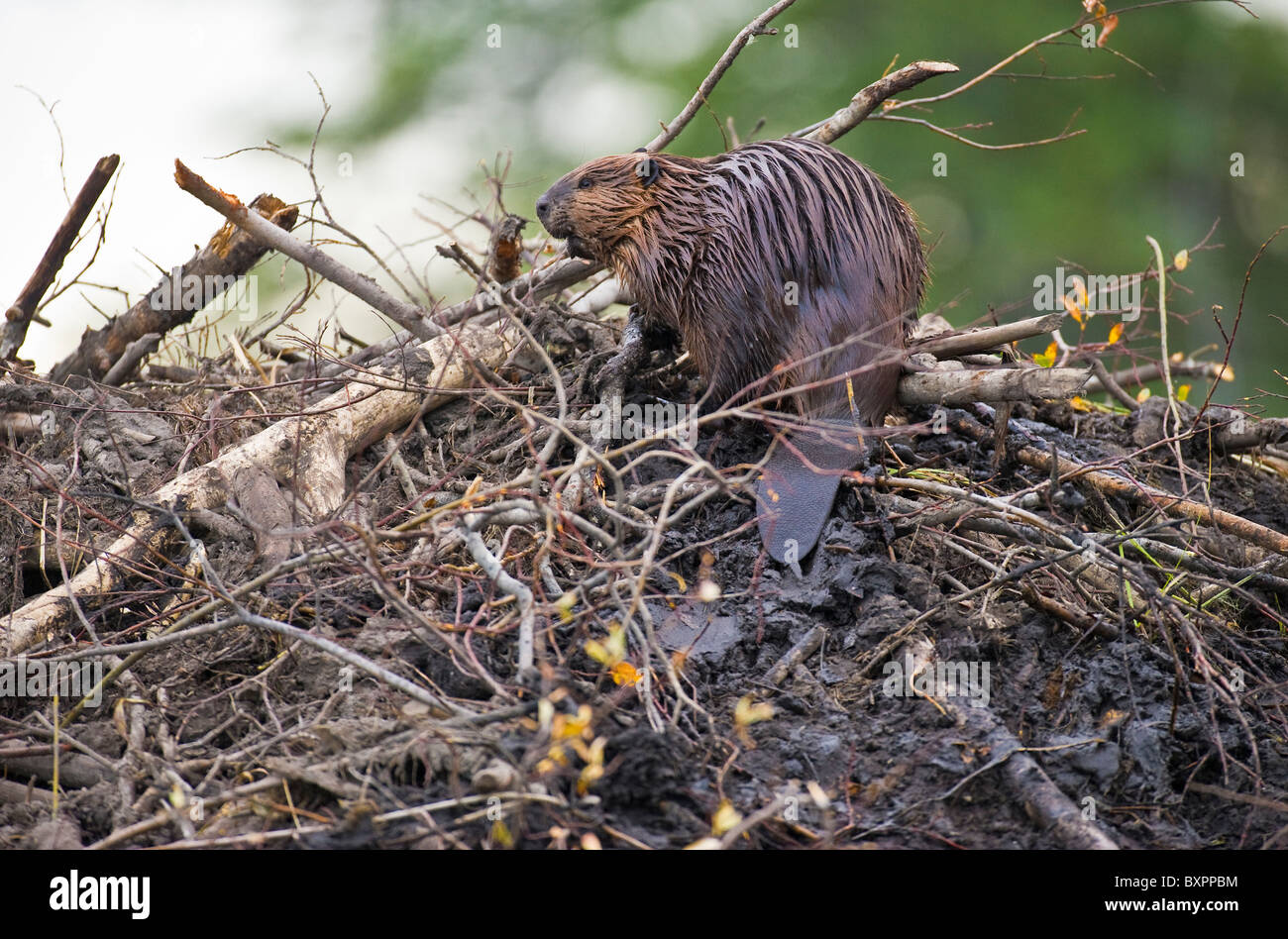 A beaver sits on the top of his lodge Stock Photo Alamy